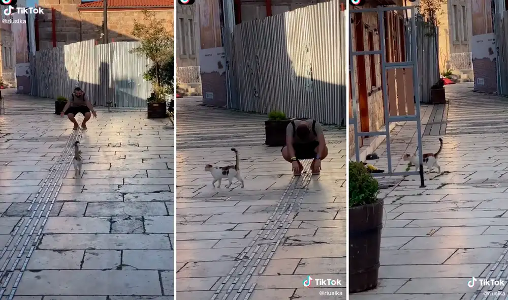 Las imágenes del gato ignorando a su dueño han divertido a los usuarios en redes sociales. Foto: captura de TikTok Las imágenes del gato ignorando a su dueño han divertido a los usuarios en redes sociales. Foto: captura de TikTok