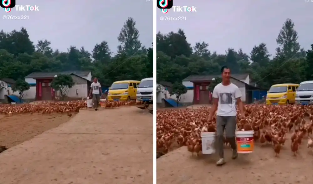 Las gallinas persiguieron a su cuidador que llevaba dos baldes llenos de maíz entre las manos. Foto: captura de TikTok