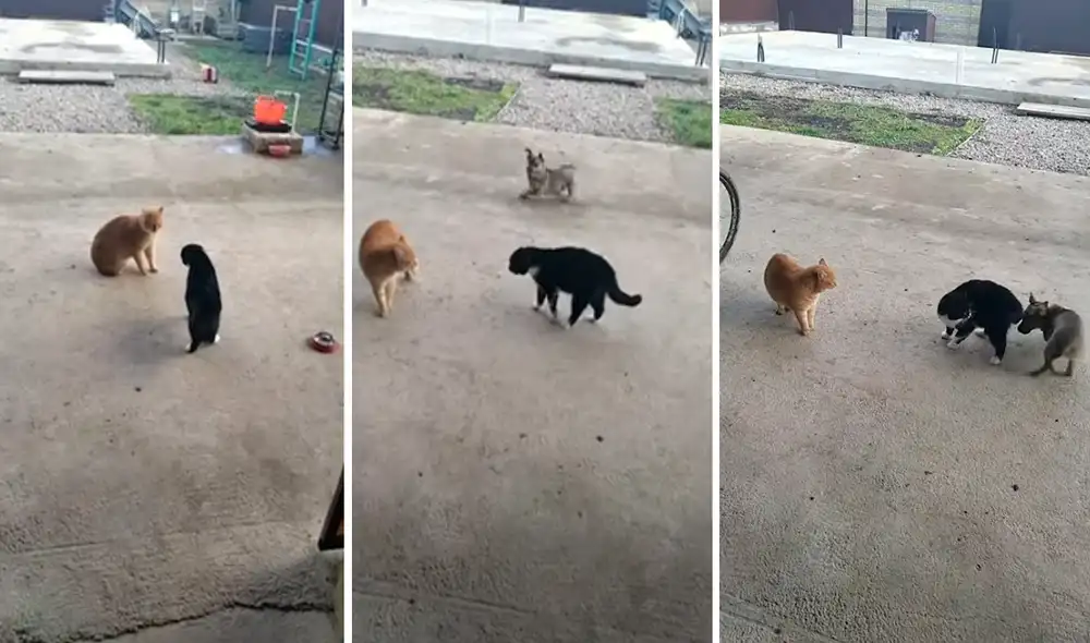 La divertida reacción del perrito ha cautivado en redes sociales. Foto: captura de YouTube