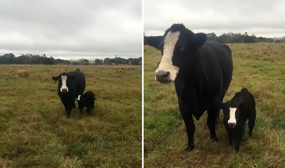 La vaca no dudó en mostrar a su ternero a su dueña. Foto: captura de YouTube La vaca no dudó en mostrar a su ternero a su dueña. Foto: captura de YouTube
