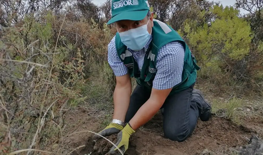 Serfor participó en la plantación forestal de queñuas en el sector de Tambo Cañahuas. Foto: difusión