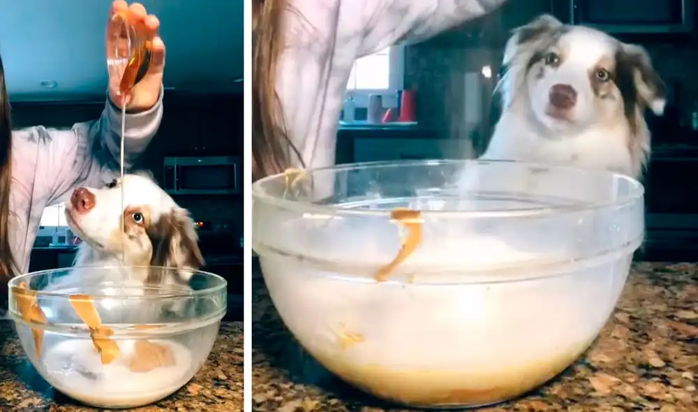 Un inquieto perro acompañó a su dueña cuando descubrió que iba hacer su postre favorito y trató de comer los ingredientes a escondidas. Foto: Caters Clips Un inquieto perro acompañó a su dueña cuando descubrió que iba hacer su postre favorito y trató de comer los ingredientes a escondidas. Foto: Caters Clips