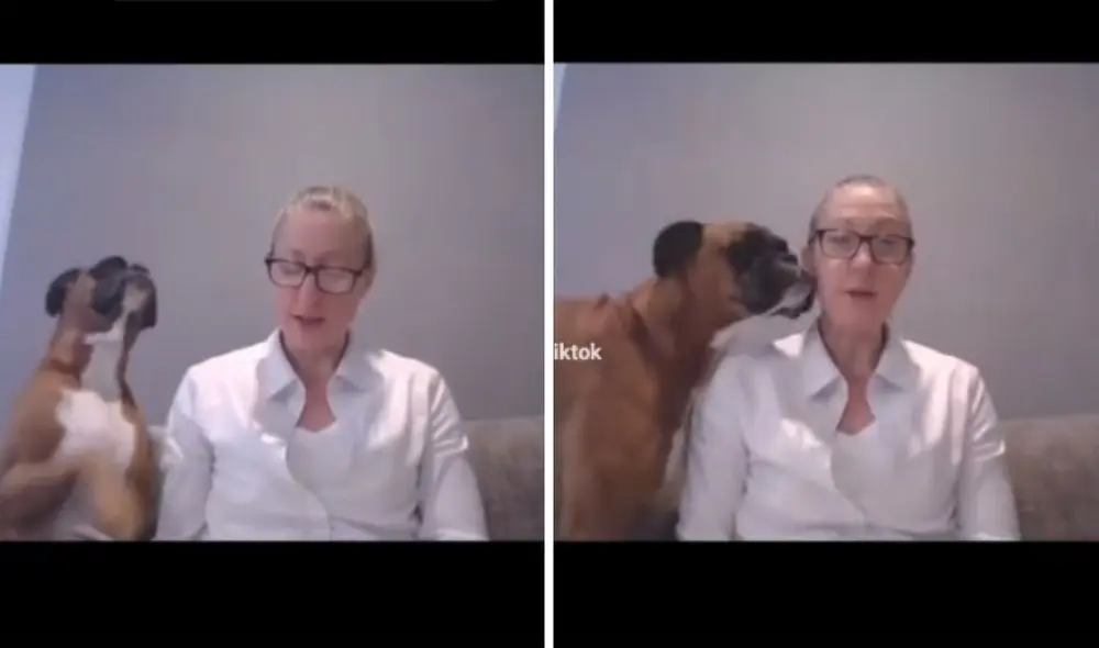 Pese a todo, la profesora siguió concentrada en dictar su clase. Foto: captura de TikTok / @paws_of_tiktok