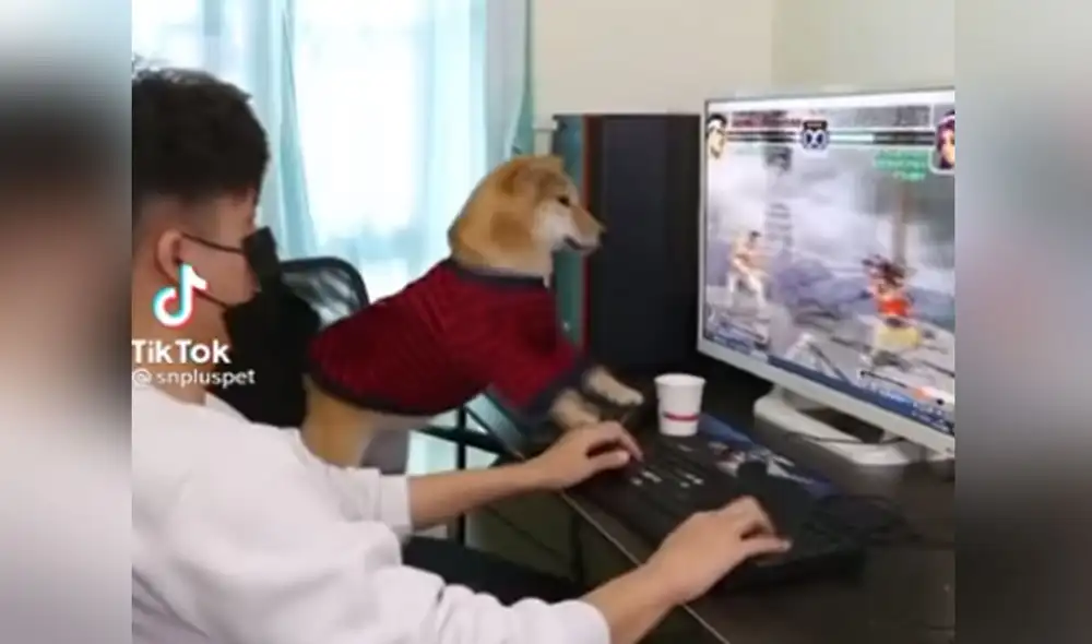 La conducta del can al sentirse triunfador hizo reír a miles de usuarios. Foto: captura de TikTok La conducta del can al sentirse triunfador hizo reír a miles de usuarios. Foto: captura de TikTok