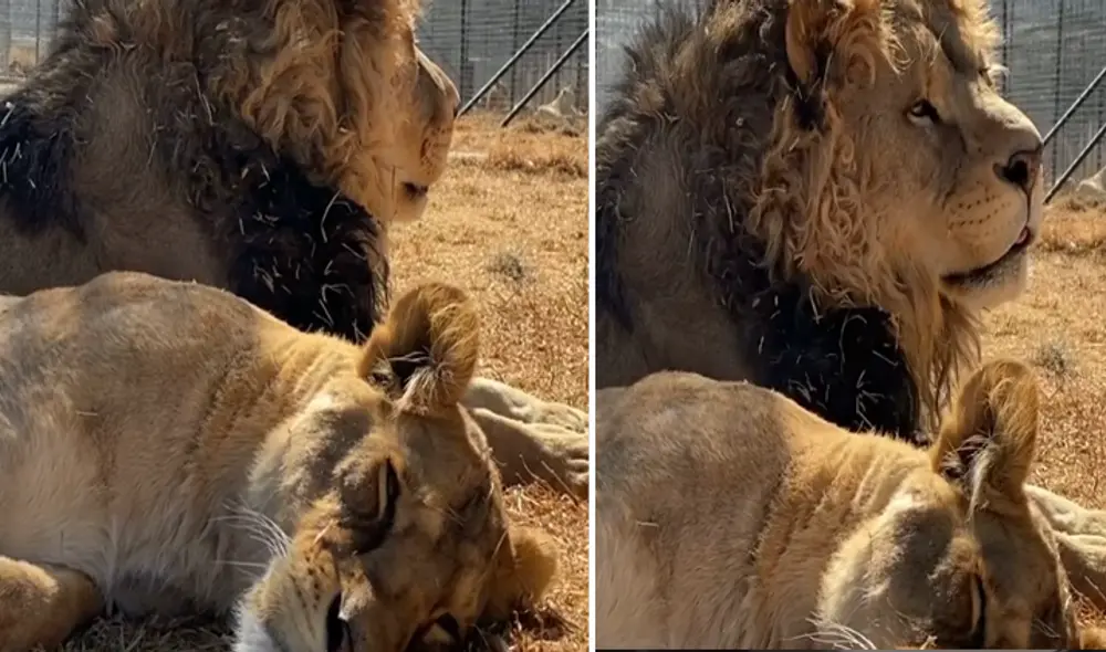 El video viral ha sido compartido en la cuenta Black Jaguar While Tiger. Foto: captura de Facebook. El video viral ha sido compartido en la cuenta Black Jaguar While Tiger. Foto: captura de Facebook.