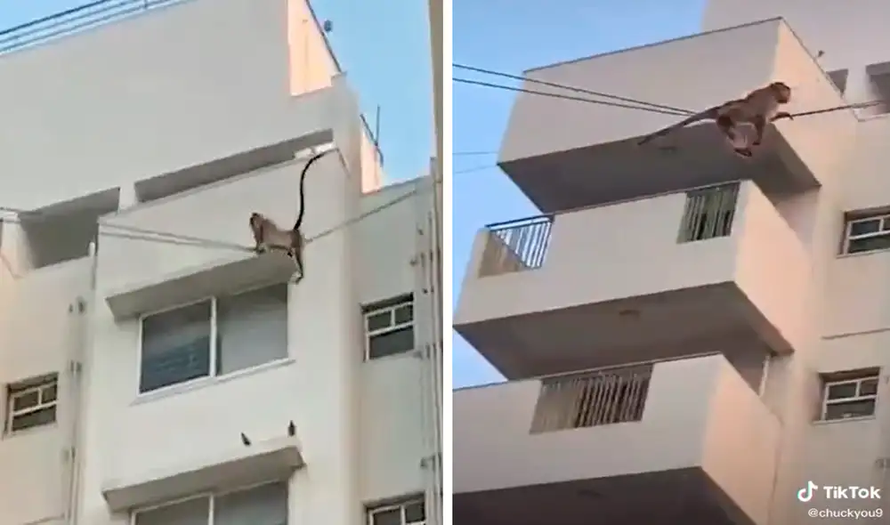 Los monos no tiene problemas en deslizarse por los cables pese a poner en riesgo sus vidas. Foto: captura de TikTok