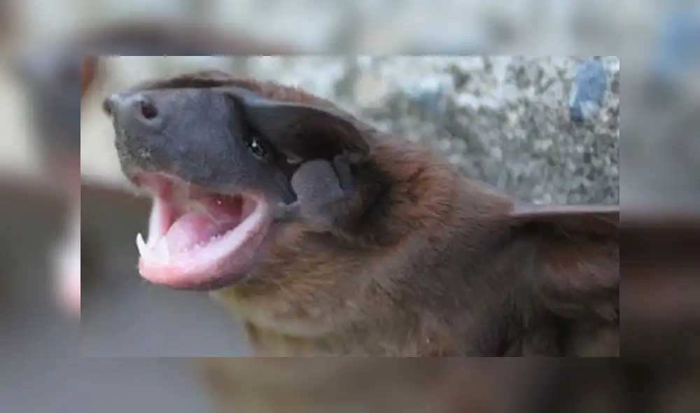 La sistemática y taxonomía de los murciélagos del género Cynomops, que ampliamente se distribuye por el territorio mencionado, ha cambiado considerablemente en los últimos años. Foto: difusión