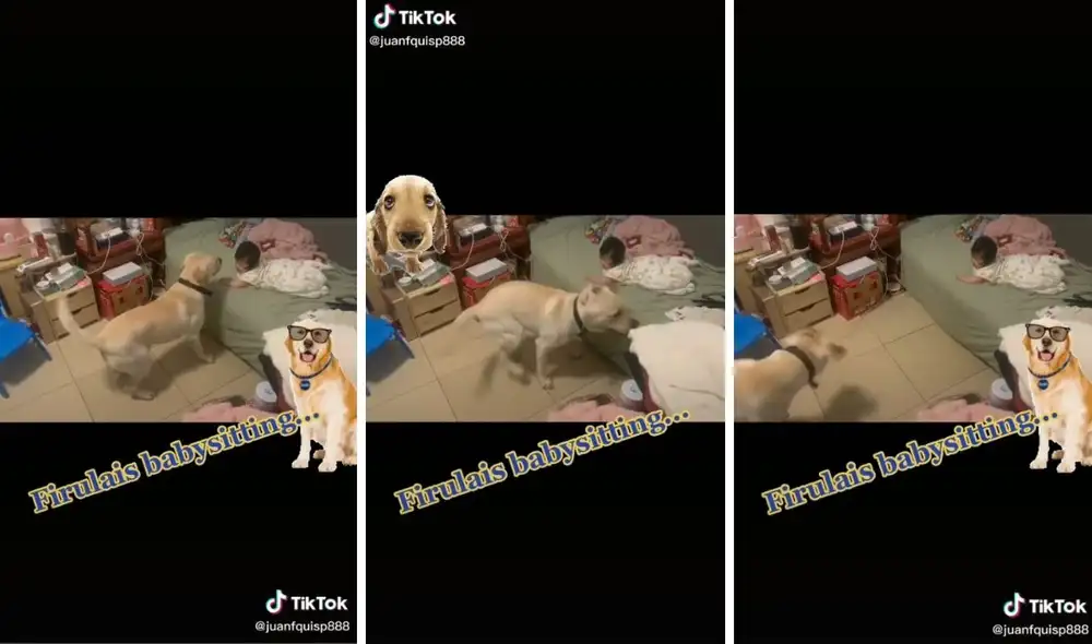 El perro armó todo un show para el bebé. Foto: captura de TikTok / @juanfquisp888