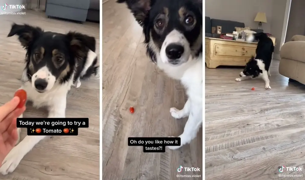 Así fue la 'interacción' entre el perrito y ese pequeño tomate. Foto: captura de TikTok / @itsmiss.violet