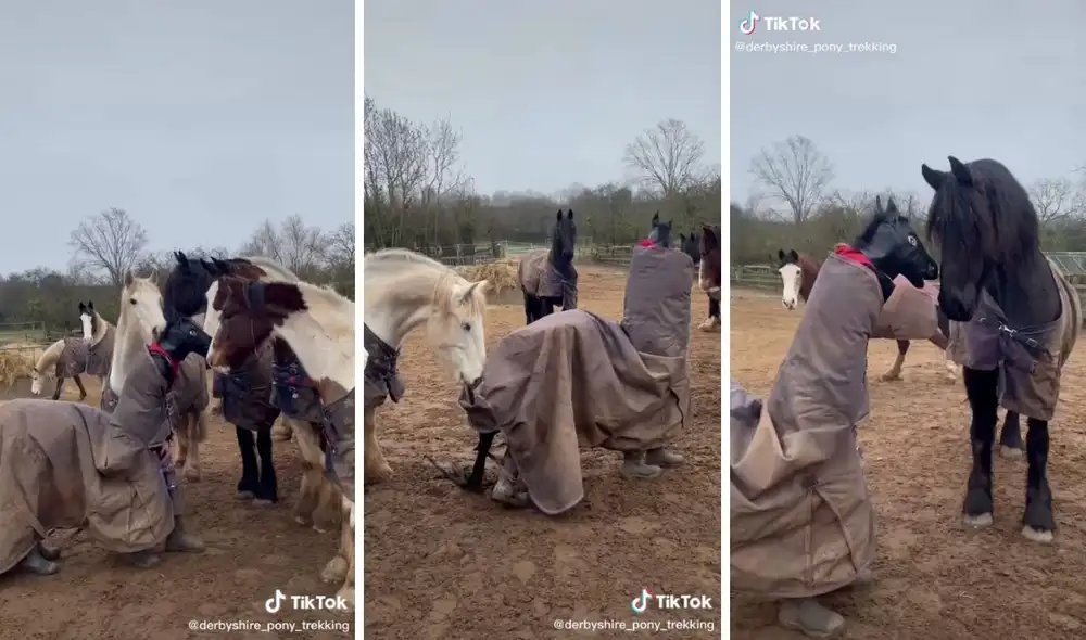 Los caballos empezaron a sospechar luego de un rato. Foto: captura de TikTok/@derbyshire_pony_trekking Los caballos empezaron a sospechar luego de un rato. Foto: captura de TikTok/@derbyshire_pony_trekking