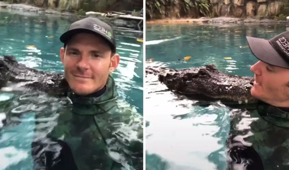 Así fue la interacción entre el cuidador y uno de los cocodrilos. Foto: captura de TikTok / @gatorchris1 Así fue la interacción entre el cuidador y uno de los cocodrilos. Foto: captura de TikTok / @gatorchris1