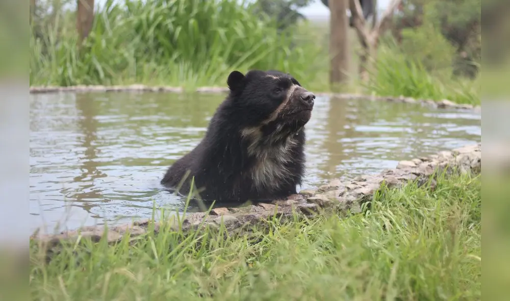 Peluche, el  oso de anteojos en peligro de extinción que fue decomisado a una familia de cazadores en Huancabamba. Foto: Wilson Siancas (La República)
