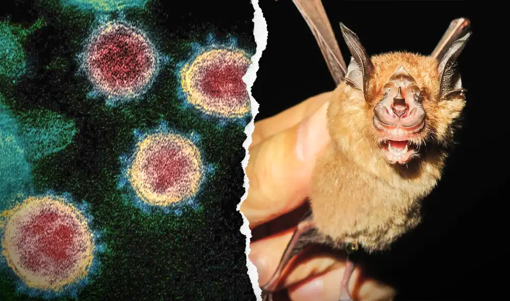 Un murciélago de la especie Rhinolophus sinicus, animal revisado en el estudio científico del coronavirus. Foto: composición LR / Elizabeth R. Fischer / Laboratorios Rocky Mountain del Instituto Nacional de Alergias y Enfermedades Infecciosas / Alice Hughes