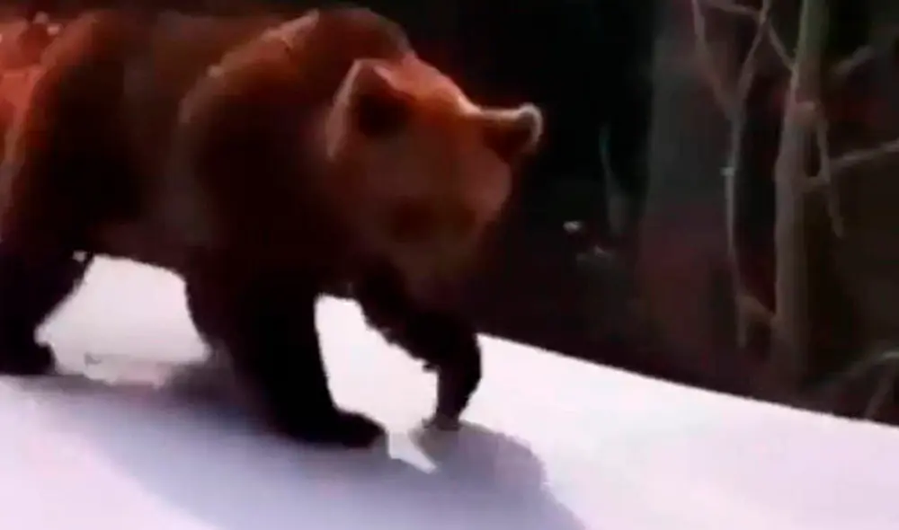 El oso se acercó al grupo de estudiantes y el maestro se alejó para que no cause daños. Foto: captura de YouTube