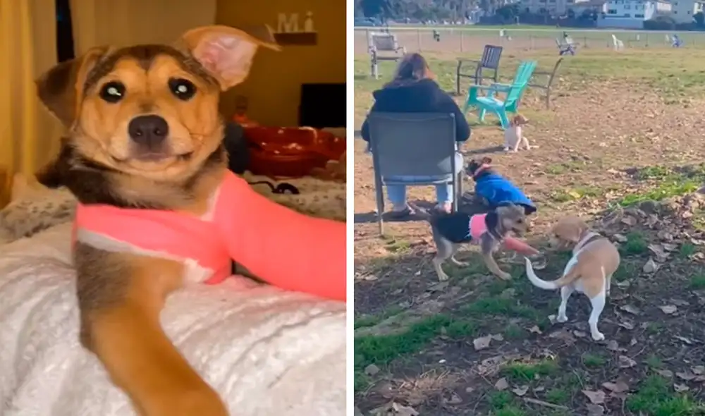 Pese a que tenía toda su pata delantera con yeso, una perrita demostró su fuerza y quiso volver a divertirse con otros perros. Foto: captura de TikTok Pese a que tenía toda su pata delantera con yeso, una perrita demostró su fuerza y quiso volver a divertirse con otros perros. Foto: captura de TikTok