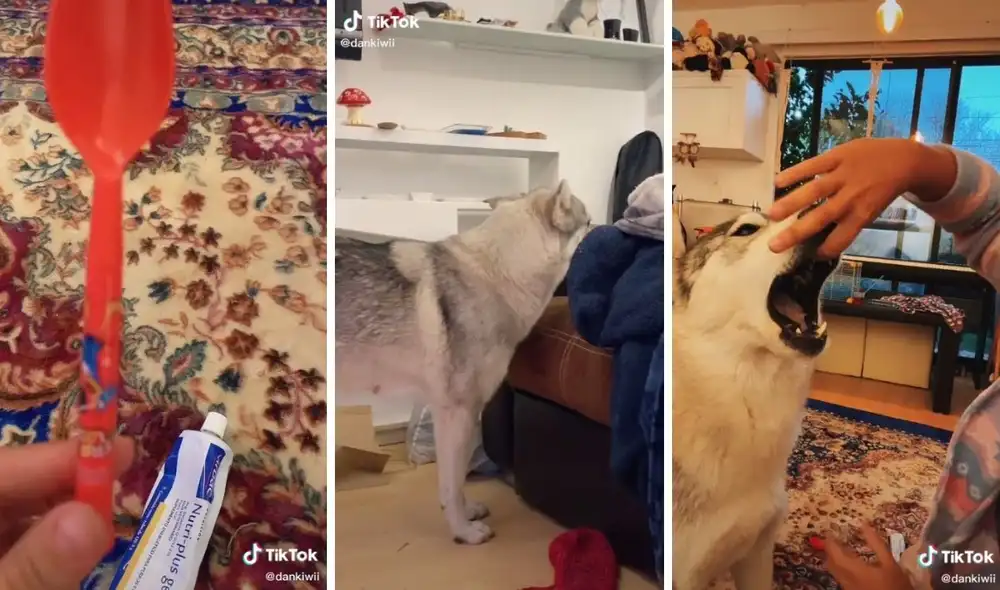 Así terminó dándole la medicina a su perrita. Foto: captura de TikTok / @dankiwii
