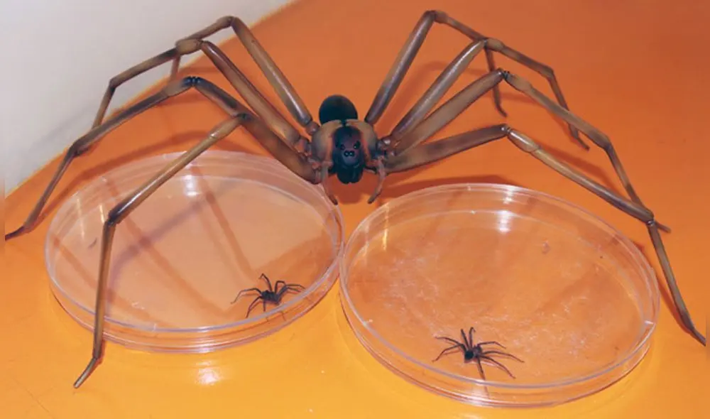 Exhortan a prevenir estos accidentes limpiando con guantes los lugares oscuros de las habitaciones. Foto: Cortesía MINSA