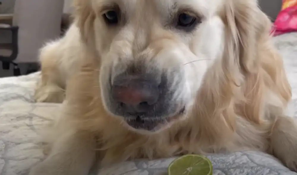 El video viral ha sido compartido en el canal Funny Dog Bailey. Foto: captura de YouTube El video viral ha sido compartido en el canal Funny Dog Bailey. Foto: captura de YouTube