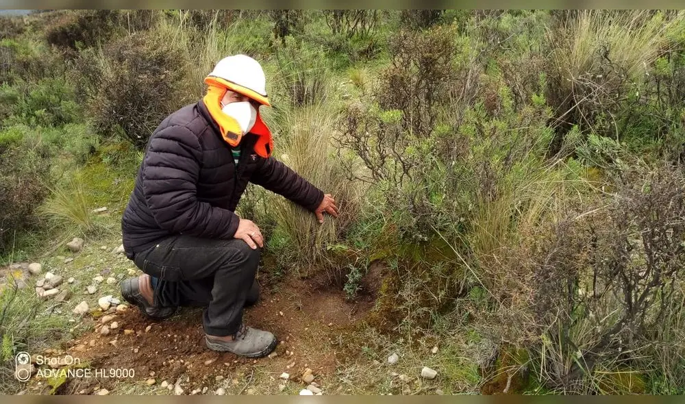 Plantones reforestarán el bosque de queñual, ubicado en el distrito de Chiguata. Foto: difusión