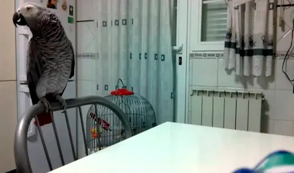 Nigel había estado con una familia hispanohablante de Guatemala. Foto: captura de YouTube Nigel había estado con una familia hispanohablante de Guatemala. Foto: captura de YouTube