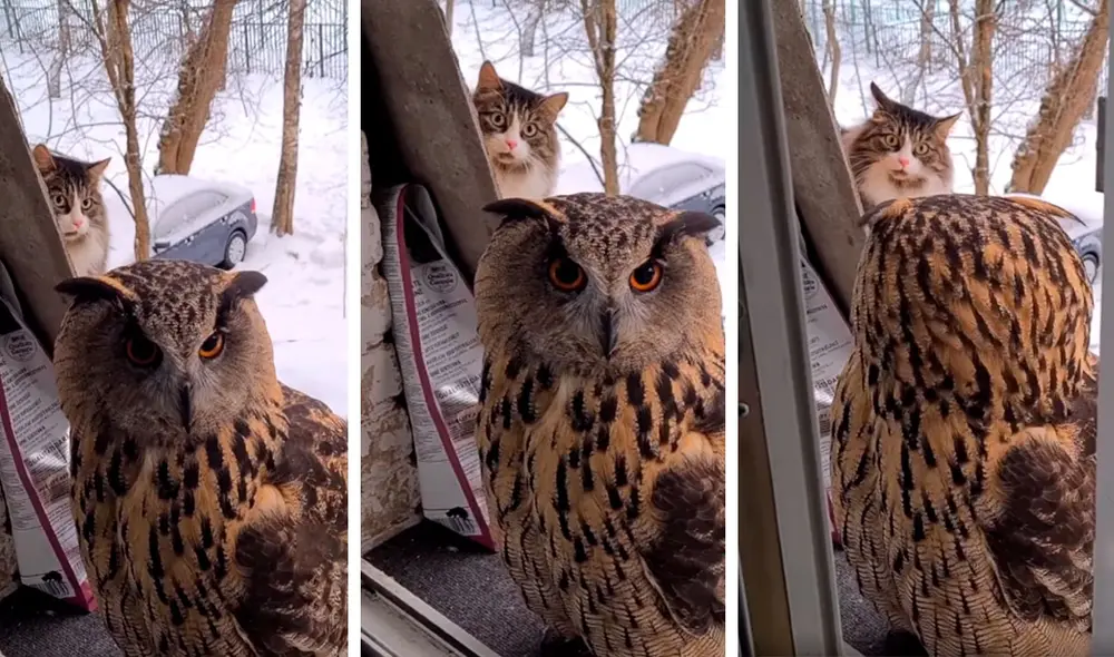 Un gato regresó a su hogar después de salir a caminar por su vecindario; sin embargo, se llevó una terrible sorpresa al encontrar en su puerta a un ave. Foto: captura de YouTube