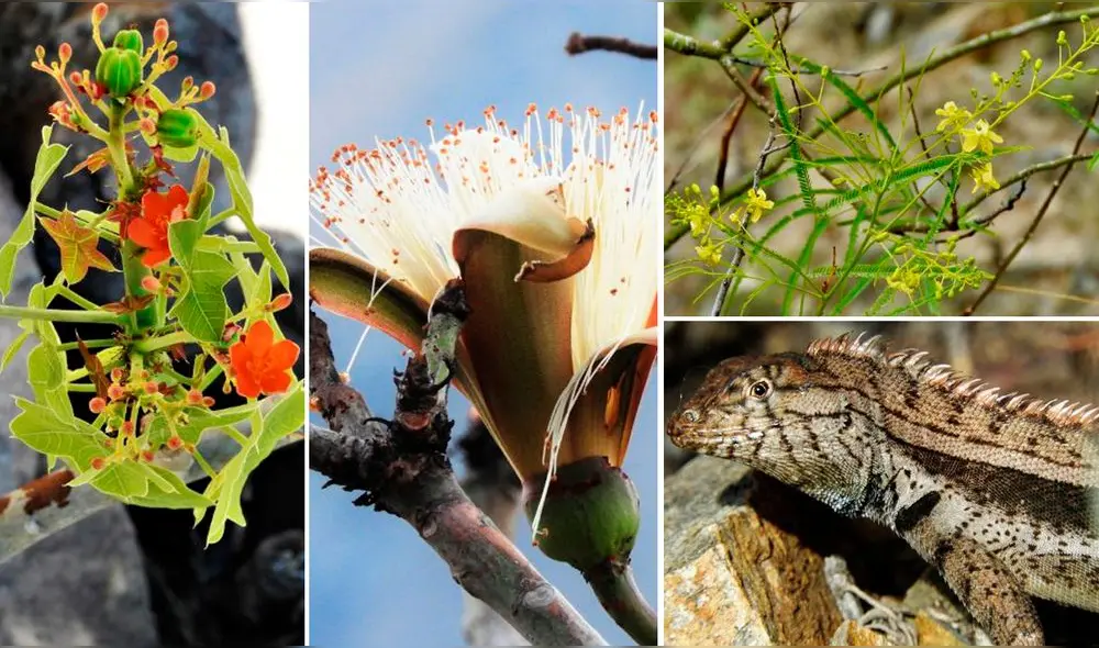 Las nuevas especies cumplen un papel fundamental en beneficio de la humanidad. Foto: NCI Las nuevas especies cumplen un papel fundamental en beneficio de la humanidad. Foto: NCI