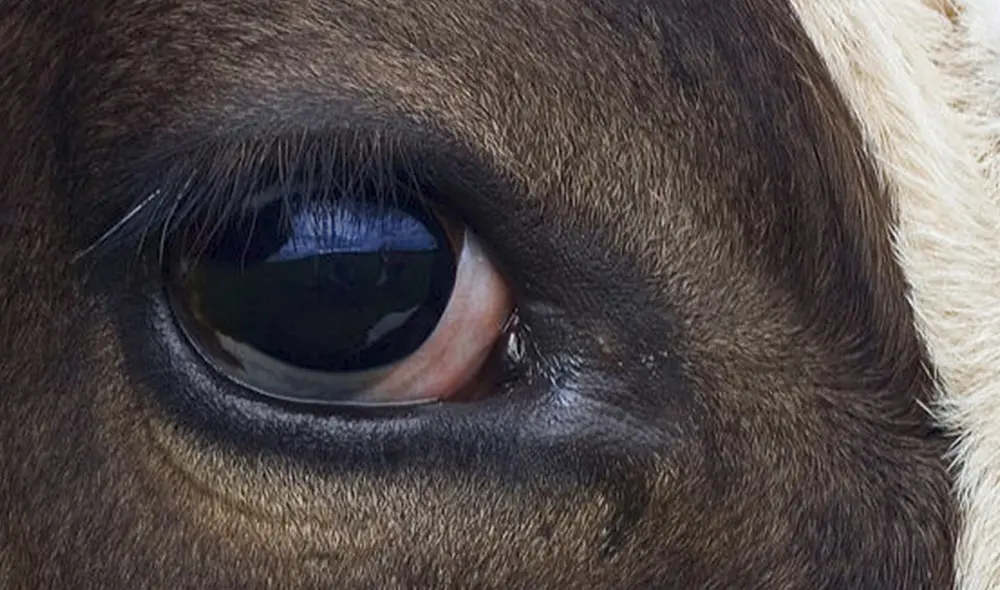 Leche. Unas 100.000 personas se dedican a la ganadería artesanal en el Perú. Foto: difusión Leche. Unas 100.000 personas se dedican a la ganadería artesanal en el Perú. Foto: difusión