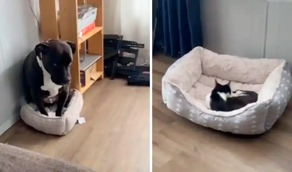 El clip se convirtió en viral a las pocas horas de su publicación. Alcanzó millones de visualizaciones. Foto: captura de TikTok