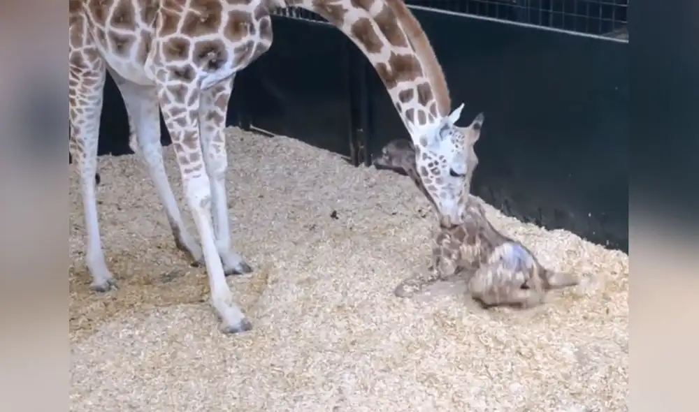 Esta escena conmovió a miles de usuarios en las redes sociales. Foto: captura de YouTube Esta escena conmovió a miles de usuarios en las redes sociales. Foto: captura de YouTube