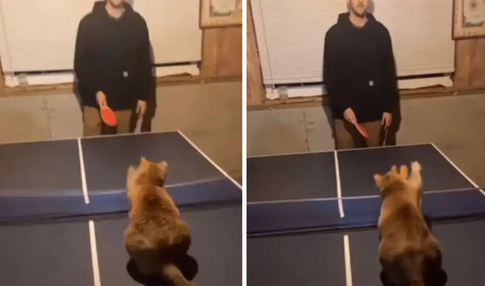 El gatito sorprendió con su astucia y el video se volvió viral en redes sociales. Foto: captura de YouTube