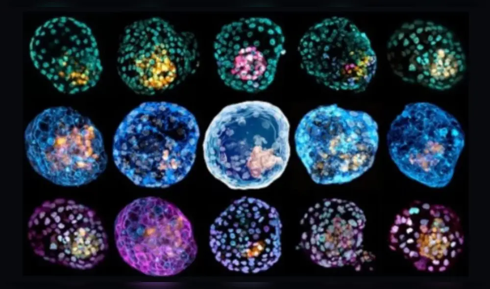 Un investigador comentó que cualquiera que sea moralmente serio se pondría nervioso cuando los científicos crean estructuras basadas en seres humanos. Foto: Monash University / PA