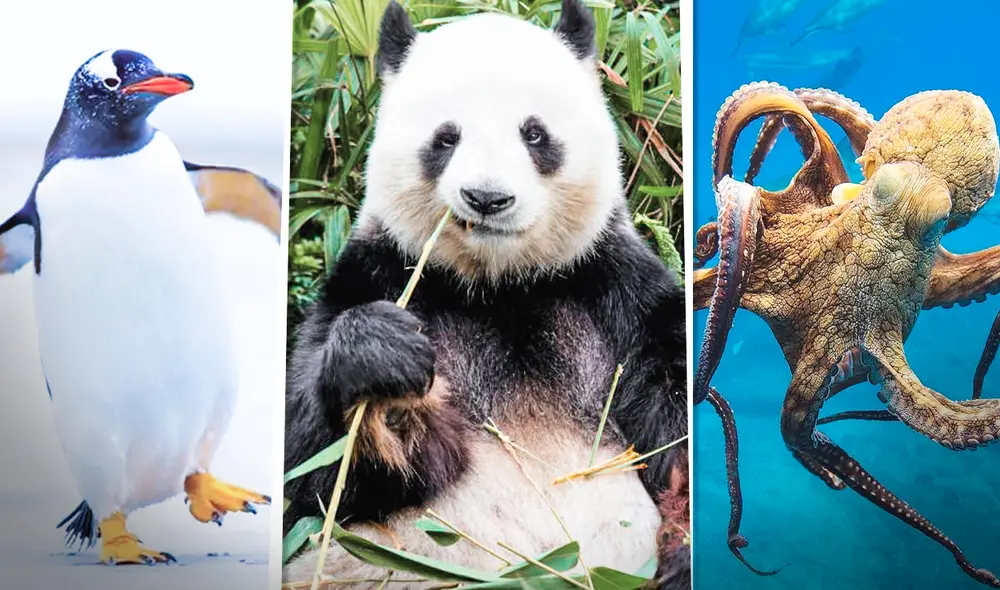 Los pingüinos son un grupo de aves marinas no voladoras que pueden vivir entre 10 y 20 años en colonias. Foto: composición LR