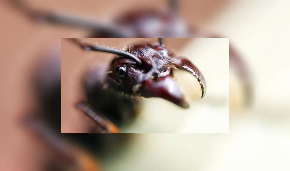 La isula es una de las una de las especies más grandes de hormigas. Foto: difusión