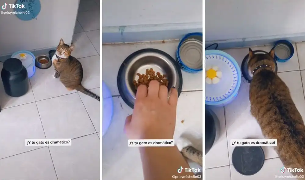 Al final, la gatita cumplió su cometido. Foto: captura de TikTok / @prisymichelle03