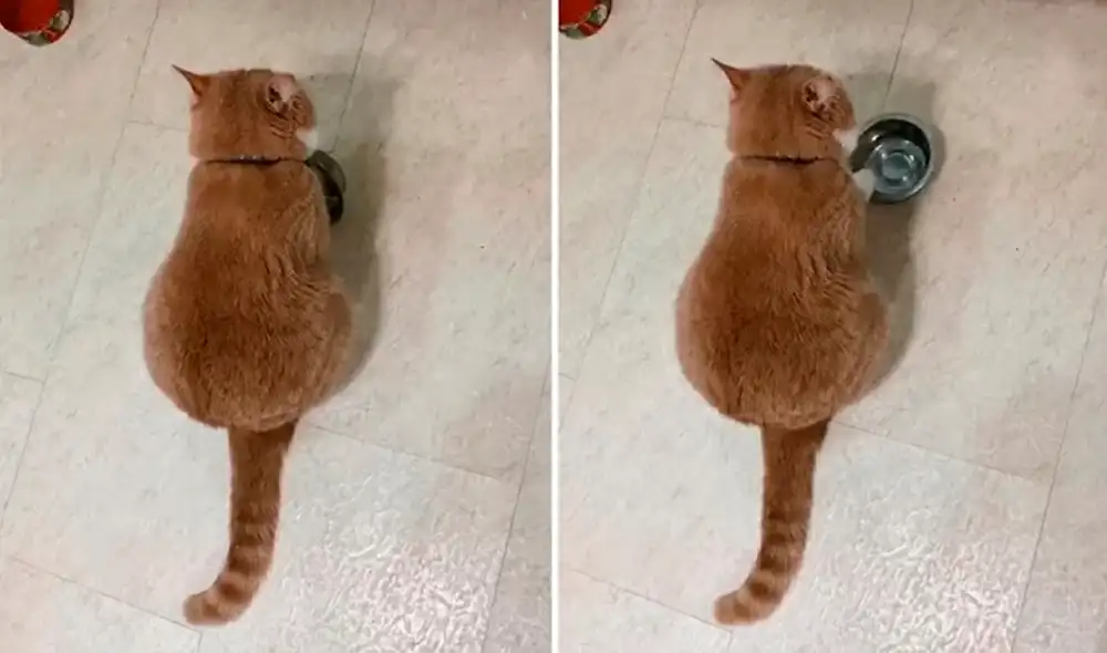 El gatito hizo recordar a su dueño que no lo había alimentado. Foto: captura de YouTube