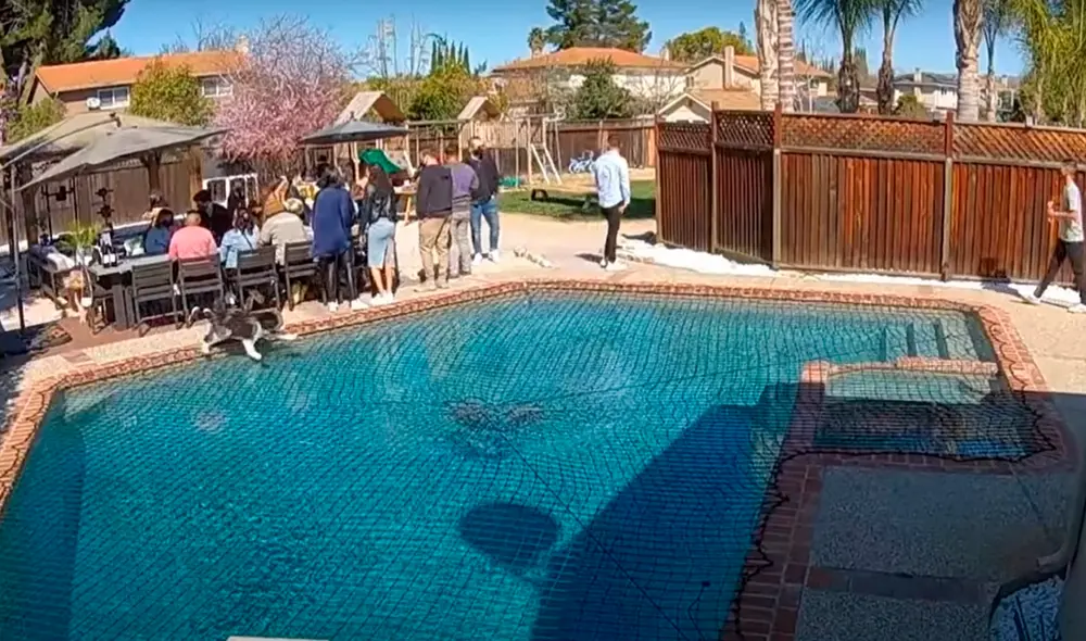 El perro logró atravesar la piscina llena de agua sin mojarse. Foto: captura de YouTube