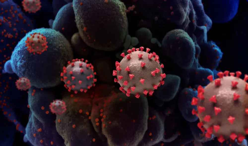 Aún no se conoce la procedencia del SARS-CoV-2. El hallazgo sería clave para evitar otra pandemia similar en el futuro. Foto: Instituto Nacional de Alergias y Enfermedades Infecciosas (NIAID)