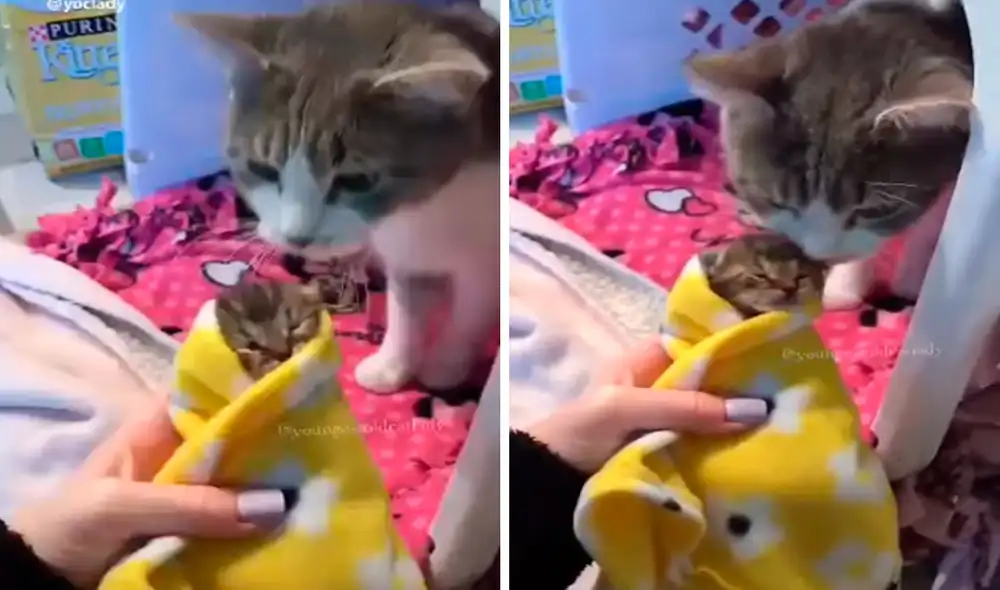 Una joven presentó su pequeño gatito a su querida mascota para conocer su reacción; sin embargo, se llevó una conmovedora sorpresa. Foto: captura de TikTok