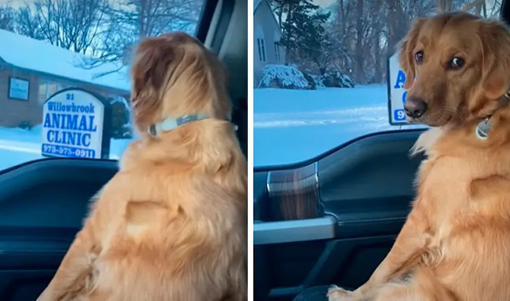 Un perro se subió al vehículo de su amo para dar un supuesto paseo, pero tuvo una curiosa reacción al percatarse que en realidad iba visitar al veterinario. Foto: captura de Facebook
