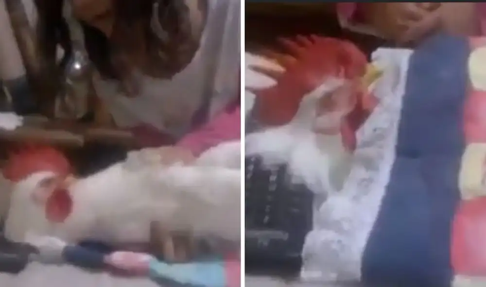 La obediencia del pollo sorprendió a los usuarios. Foto: captura de Facebook.