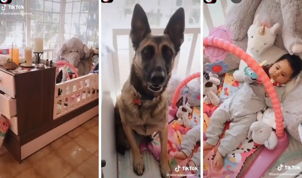 El can supervisa que todo vaya bien con el pequeño. Foto: captura de TikTok / @laninadelosperros