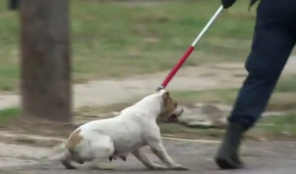 Madre de menor denunció a dueños de pitbull en la comisaría de Ate. Foto: referencial/CNN