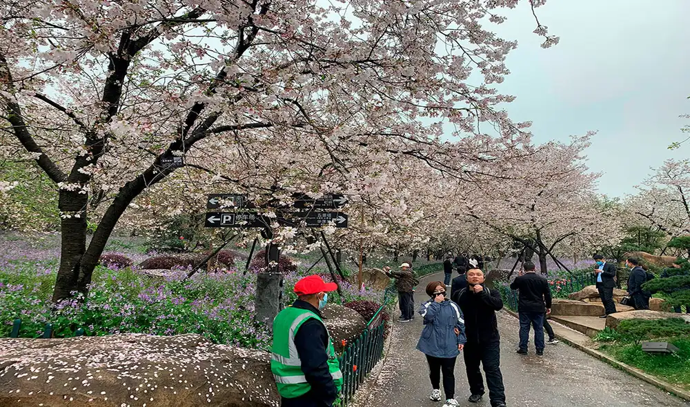 Varias personas disfrutan del festival de los cerezos en flor en el Jardín de los cerezos del Lago del este de Wuhan, China este lunes. Foto: EFE