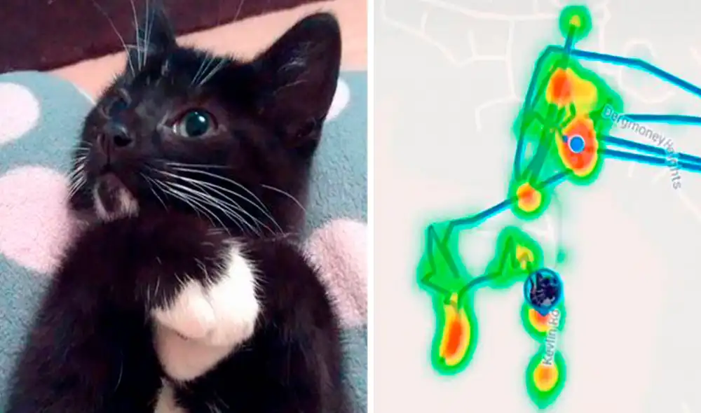Una mujer quiso vigilar a su gata con un rastreador, debido a que solía escapar de su hogar y regresaba después de horas. Sin embargo, se llevó una sorpresa. Foto: captura de Facebook