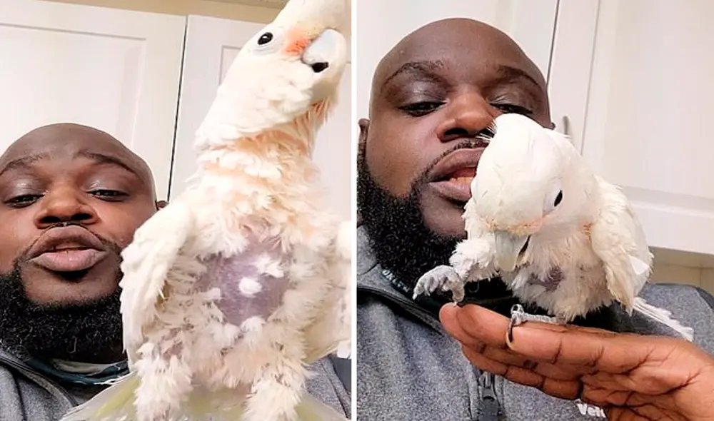 La cacatúa se mueve con gran fluidez y ritmo mientras su dueño realiza la sesión de beatboxing. Foto: captura de TikTok La cacatúa se mueve con gran fluidez y ritmo mientras su dueño realiza la sesión de beatboxing. Foto: captura de TikTok