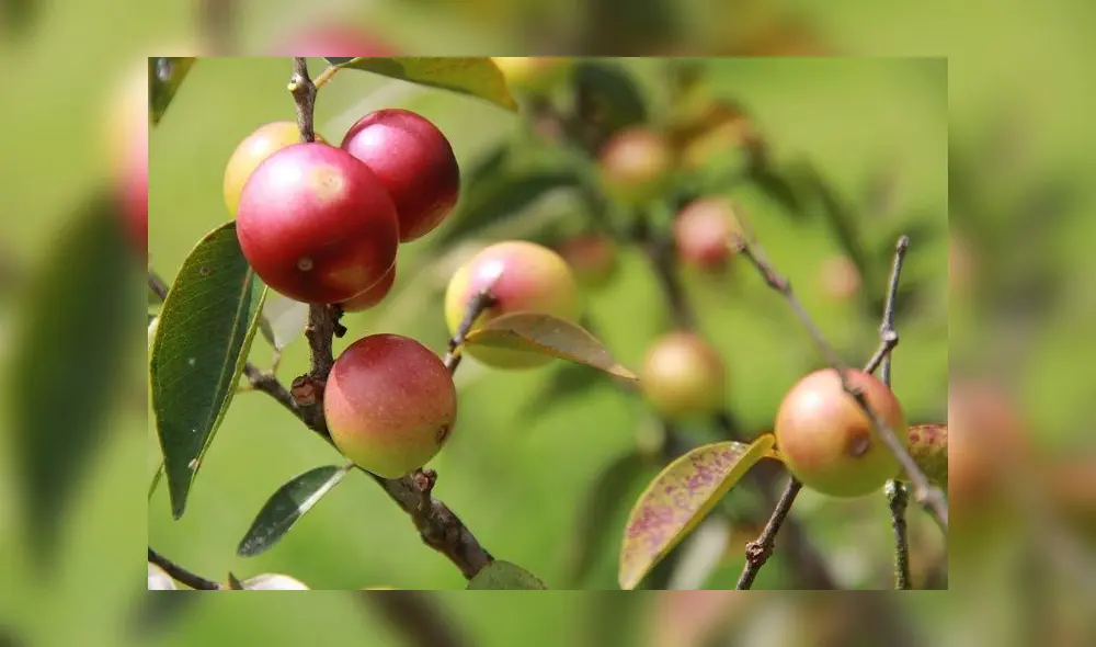Se trata del camu camu INIA 395 VITAHUAYO, desarrollo por el Instituto Nacional de Innovación Agraria (INIA), el cual ofrece una producción de 2,660 frutos por planta.