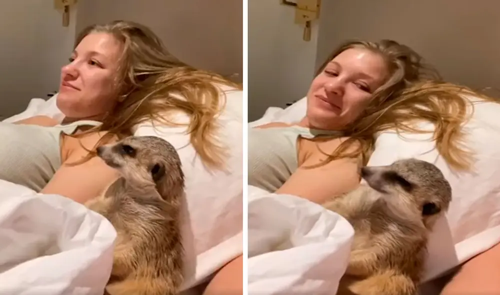Una traviesa suricata ‘acompañó’ a sus dueños para disfrutar de una cinta; sin embargo, se quedaba dormido por varios momentos. Foto: captura de Facebook Una traviesa suricata ‘acompañó’ a sus dueños para disfrutar de una cinta; sin embargo, se quedaba dormido por varios momentos. Foto: captura de Facebook