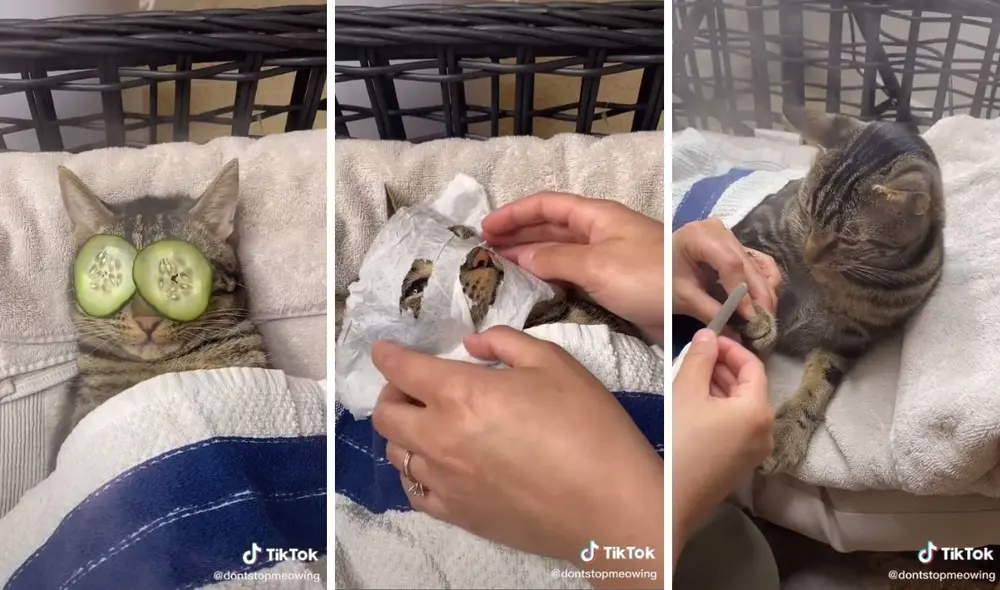 El gatito la pasó muy bien, tal como se aprecia en las imágenes. Foto: captura de TikTok / @dontstopmeowing