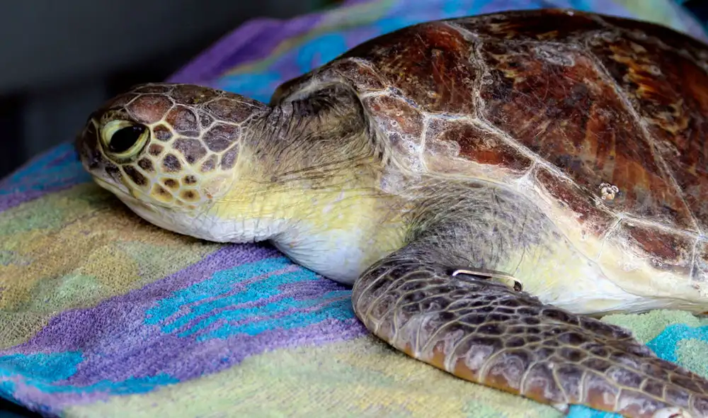 Cada año, en las zonas costeras de Madagascar, unas cincuenta familias se intoxican y regularmente hay que lamentar muertes. Foto: EFE