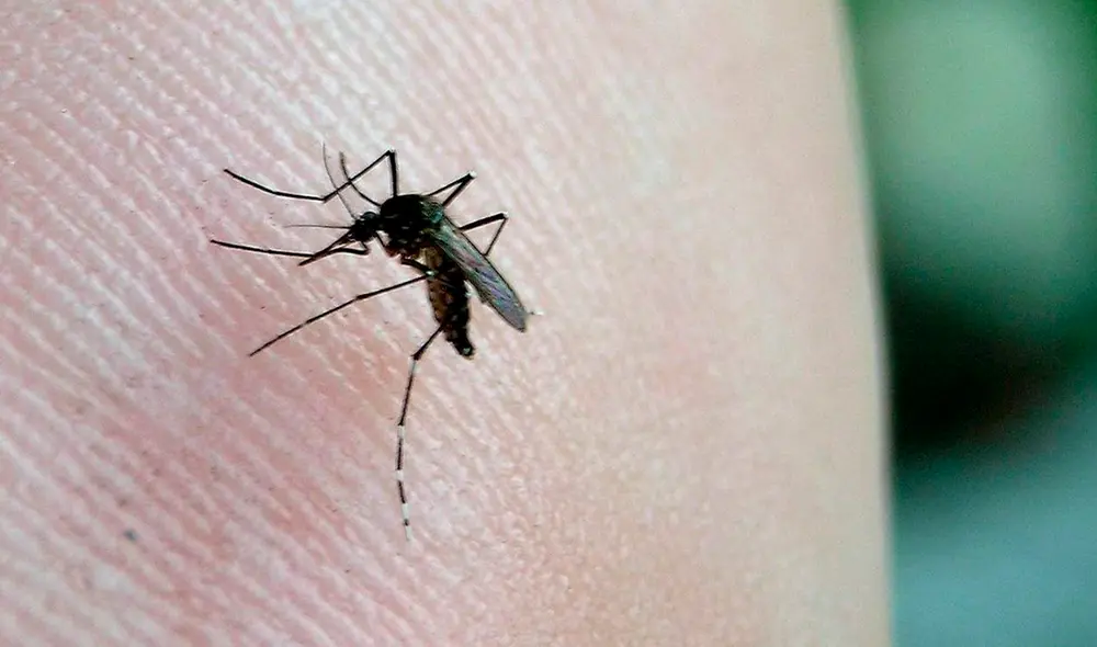 Los distritos más afectados de la región son Chulucanas, El Alto y Tambogrande. Foto: Archivo La República. Los distritos más afectados de la región son Chulucanas, El Alto y Tambogrande. Foto: Archivo La República.